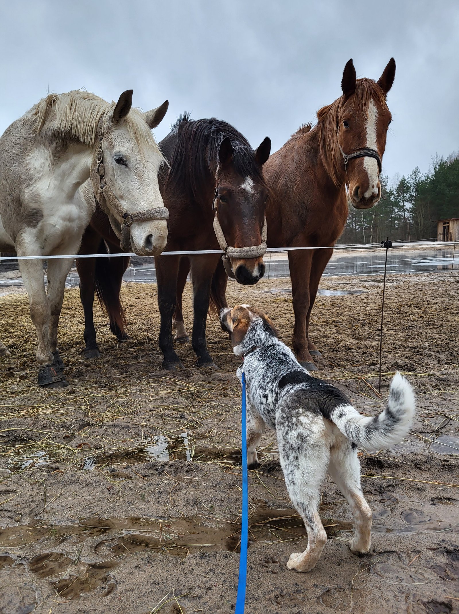 A dog and three horses