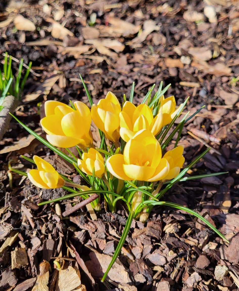 yellow crocus flowers