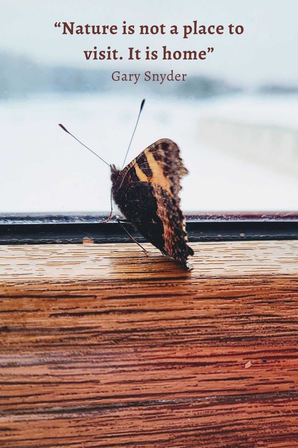 Butterfly on the windowsill.