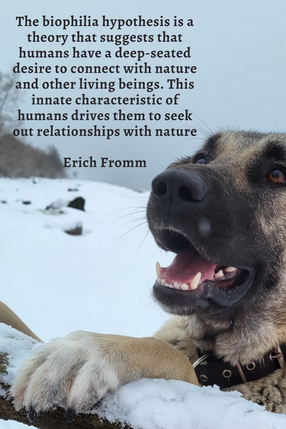 Kangal shepherd dog on the seashore in winter